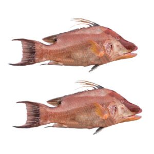 Pescado de mar Pez Perro 5lb
