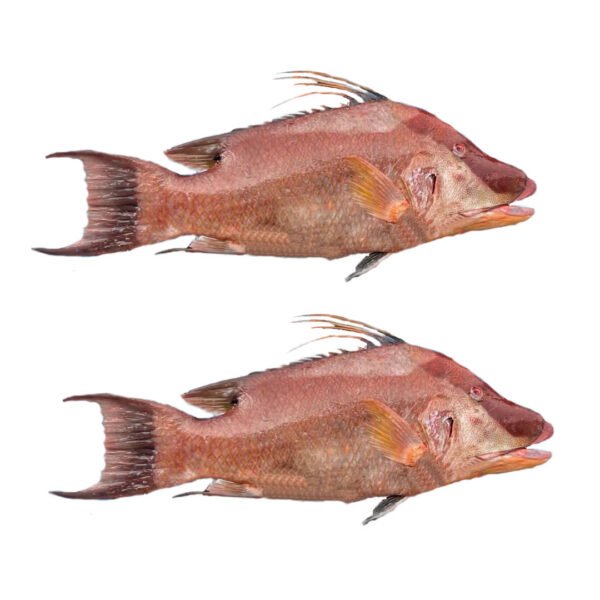 Pescado de mar Pez Perro 5lb